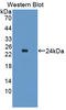 MAP3K7 C-Terminal Like antibody, LS-C375018, Lifespan Biosciences, Western Blot image 