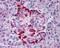 EPH Receptor A2 antibody, 48-933, ProSci, Immunohistochemistry frozen image 
