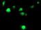 Transmembrane Serine Protease 5 antibody, TA503433, Origene, Immunofluorescence image 