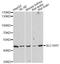 Solute Carrier Family 16 Member 7 antibody, abx126562, Abbexa, Western Blot image 