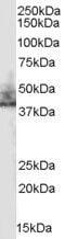 SLC9A3 Regulator 2 antibody, PA5-18436, Invitrogen Antibodies, Western Blot image 