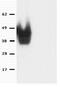 Nanog Homeobox antibody, 14-5761-80, Invitrogen Antibodies, Western Blot image 