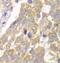 Phosphofructokinase, Muscle antibody, FNab06341, FineTest, Immunohistochemistry paraffin image 