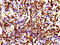 Histone Cluster 4 H4 antibody, CSB-RA010429A0HU, Cusabio, Immunohistochemistry paraffin image 