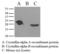 Crystallin Alpha A antibody, GTX50077, GeneTex, Western Blot image 