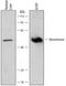 Kynureninase antibody, MAB4887, R&D Systems, Western Blot image 