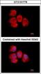 Inosine Monophosphate Dehydrogenase 2 antibody, GTX101778, GeneTex, Immunofluorescence image 