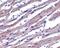 Apoptotic Peptidase Activating Factor 1 antibody, PA5-19893, Invitrogen Antibodies, Immunohistochemistry frozen image 