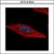 HEXIM P-TEFb Complex Subunit 2 antibody, LS-C155665, Lifespan Biosciences, Immunofluorescence image 