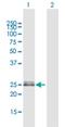 Opa Interacting Protein 5 antibody, H00011339-D01P, Novus Biologicals, Western Blot image 