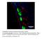 Natriuretic Peptide Receptor 2 antibody, MBS540090, MyBioSource, Immunofluorescence image 