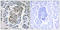 Single Stranded DNA Binding Protein 1 antibody, LS-C118989, Lifespan Biosciences, Immunohistochemistry frozen image 
