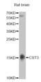 Cystatin C antibody, orb135329, Biorbyt, Western Blot image 