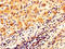 Osteoglycin antibody, LS-C370081, Lifespan Biosciences, Immunohistochemistry paraffin image 
