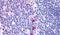 Integral membrane protein GPR137 antibody, PA5-33627, Invitrogen Antibodies, Immunohistochemistry paraffin image 
