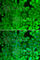 Glycogen Synthase 1 antibody, A2519, ABclonal Technology, Immunofluorescence image 