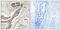BCL2 Like 1 antibody, PA5-39768, Invitrogen Antibodies, Immunohistochemistry paraffin image 