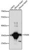 Fructosamine 3 Kinase antibody, 15-166, ProSci, Western Blot image 