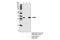 Transmembrane Protein 173 antibody, 13647S, Cell Signaling Technology, Immunoprecipitation image 