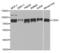 Chromobox 4 antibody, LS-C334570, Lifespan Biosciences, Western Blot image 