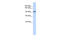 Protocadherin 1 antibody, ARP45331_P050, Aviva Systems Biology, Western Blot image 