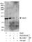 Vav Guanine Nucleotide Exchange Factor 3 antibody, A303-833A, Bethyl Labs, Western Blot image 