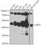 Sirtuin 6 antibody, 22-923, ProSci, Western Blot image 