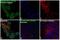 BCL2 antibody, PA5-36742, Invitrogen Antibodies, Immunofluorescence image 