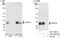Cleavage And Polyadenylation Specific Factor 4 antibody, A301-584A, Bethyl Labs, Immunoprecipitation image 