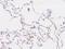 Leukocyte-associated immunoglobulin-like receptor 1 antibody, 200991-T08, Sino Biological, Immunohistochemistry frozen image 