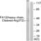 Coagulation Factor XII antibody, abx015574, Abbexa, Western Blot image 