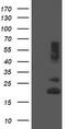 Receptor Accessory Protein 5 antibody, M10855, Boster Biological Technology, Western Blot image 