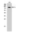 Amyloid Beta Precursor Like Protein 2 antibody, A01232, Boster Biological Technology, Western Blot image 