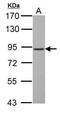 Gamma-Aminobutyric Acid Type B Receptor Subunit 1 antibody, PA5-27725, Invitrogen Antibodies, Western Blot image 