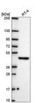 FIC Domain Containing antibody, HPA071134, Atlas Antibodies, Western Blot image 