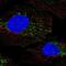 Dimethylglycine Dehydrogenase antibody, PA5-67472, Invitrogen Antibodies, Immunofluorescence image 