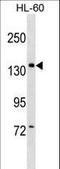 PWP2 Small Subunit Processome Component antibody, LS-C158772, Lifespan Biosciences, Western Blot image 