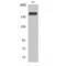 Death Inducer-Obliterator 1 antibody, LS-C383142, Lifespan Biosciences, Western Blot image 