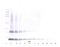 Interleukin 15 antibody, 38-126, ProSci, Enzyme Linked Immunosorbent Assay image 