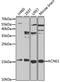 Potassium voltage-gated channel subfamily E member 1 antibody, 14-135, ProSci, Western Blot image 