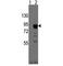 Eomesodermin antibody, F48115-0.4ML, NSJ Bioreagents, Western Blot image 