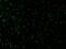 Cell Death Inducing DFFA Like Effector A antibody, 2085, ProSci, Immunofluorescence image 