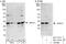 Survival Motor Neuron Domain Containing 1 antibody, NBP1-47302, Novus Biologicals, Western Blot image 