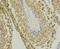 ALC1 antibody, NBP2-76984, Novus Biologicals, Immunohistochemistry paraffin image 