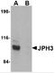 Junctophilin 3 antibody, 4921, ProSci, Western Blot image 