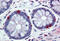 Free Fatty Acid Receptor 1 antibody, MBS244901, MyBioSource, Immunohistochemistry frozen image 