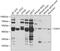 Chimerin 1 antibody, 23-019, ProSci, Western Blot image 