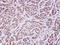 MVP antibody, GTX107761, GeneTex, Immunohistochemistry paraffin image 