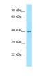 N-Acetylneuraminate Synthase antibody, orb331312, Biorbyt, Western Blot image 