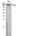 Integrin Subunit Alpha 3 antibody, STJ97657, St John